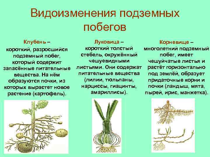 Видоизменения подземных побегов Клубень – Луковица – Корневище – короткий толстый многолетний подземный короткий,