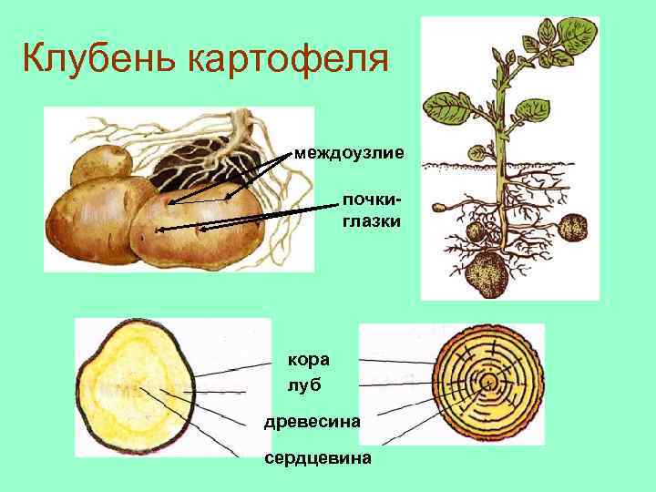 Клубень картофеля междоузлие почкиглазки кора луб древесина сердцевина 