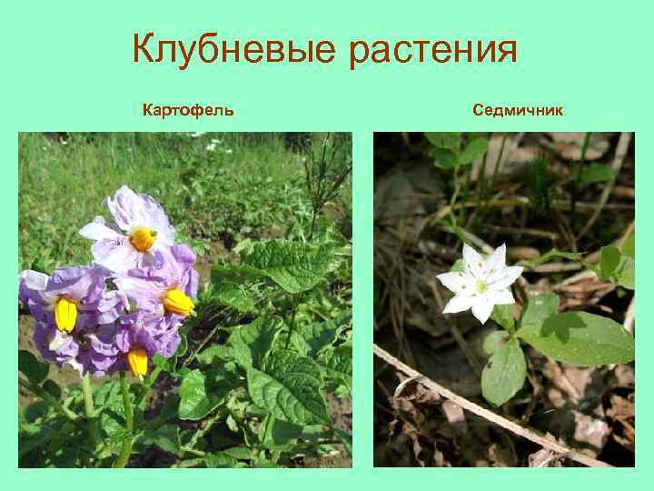 Клубневые растения Картофель Седмичник 