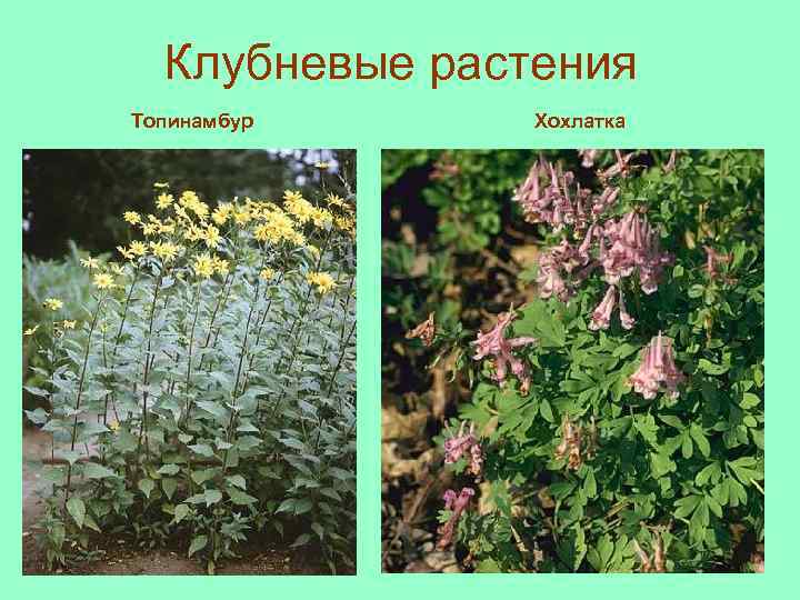 Клубневые растения Топинамбур Хохлатка 