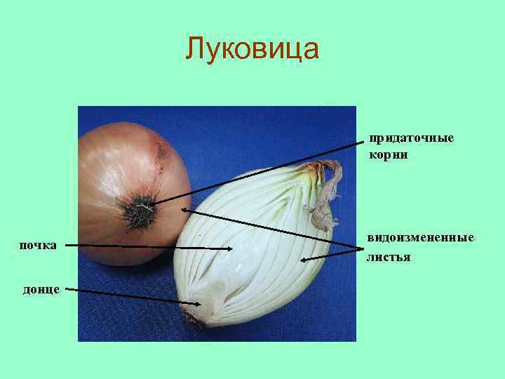 Луковица придаточные корни почка донце видоизмененные листья 