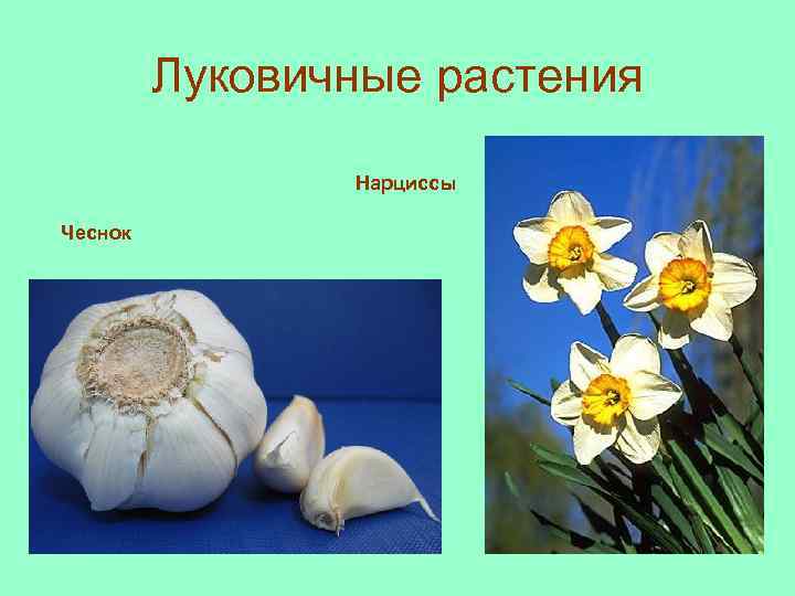 Луковичные растения Нарциссы Чеснок 