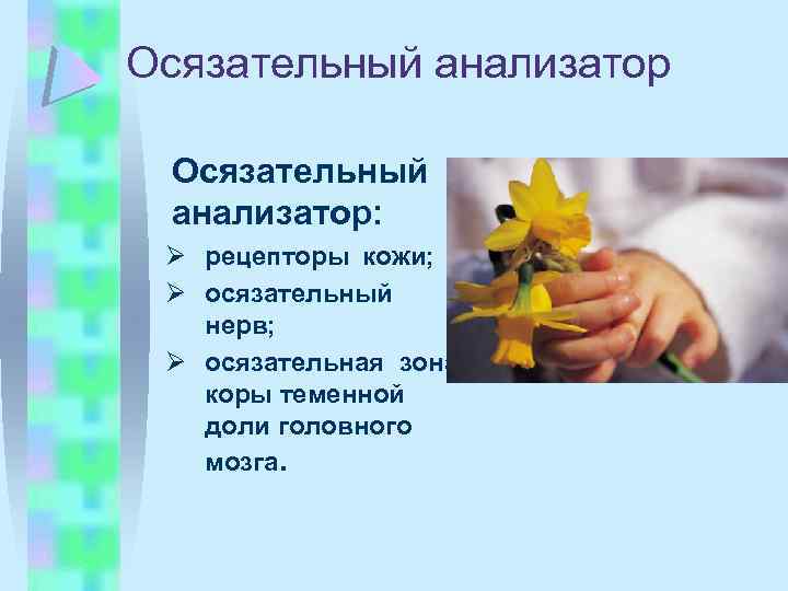 Осязательный анализатор: Ø рецепторы кожи; Ø осязательный нерв; Ø осязательная зона коры теменной доли