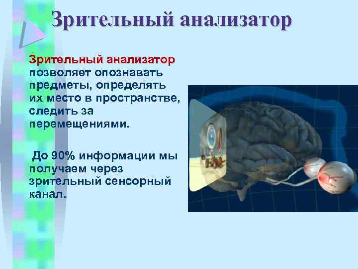 Органы чувств анализаторы тест. Через зрительный канал. Зрителей анализатор. Анализаторы пространства. Нагрузка на зрительный анализатор.