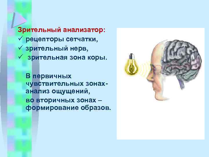 Зрительный анализатор: ü рецепторы сетчатки, ü зрительный нерв, ü зрительная зона коры. В первичных