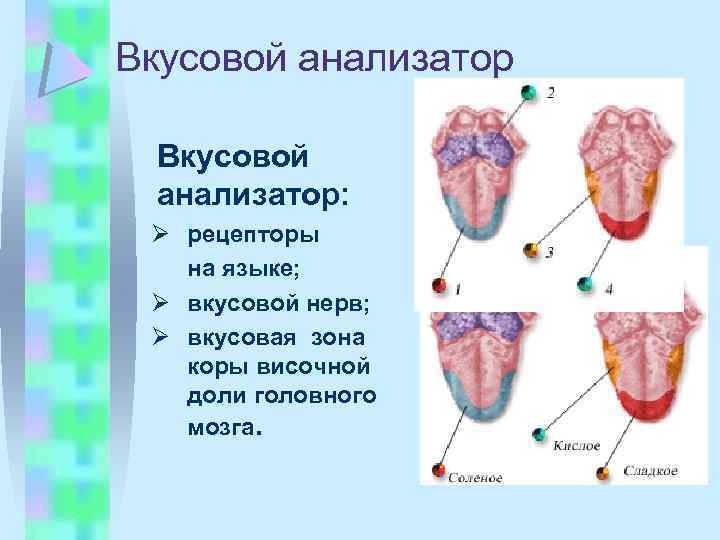 Вкусовой анализатор: Ø рецепторы на языке; Ø вкусовой нерв; Ø вкусовая зона коры височной