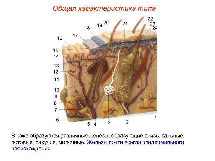 Общая характеристика типа В коже образуются различные железы: образующие слизь, сальные, потовые, пахучие, молочные.