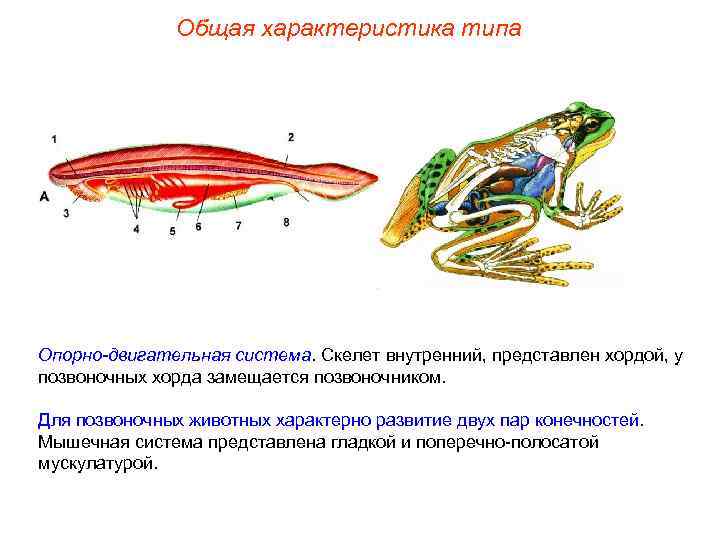 Общая характеристика типа Опорно-двигательная система. Скелет внутренний, представлен хордой, у позвоночных хорда замещается позвоночником.