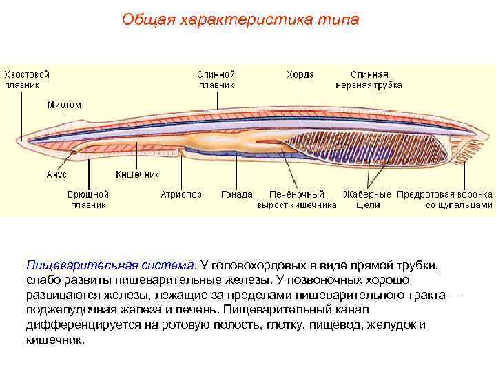 Общая характеристика типа Пищеварительная система. У головохордовых в виде прямой трубки, слабо развиты пищеварительные