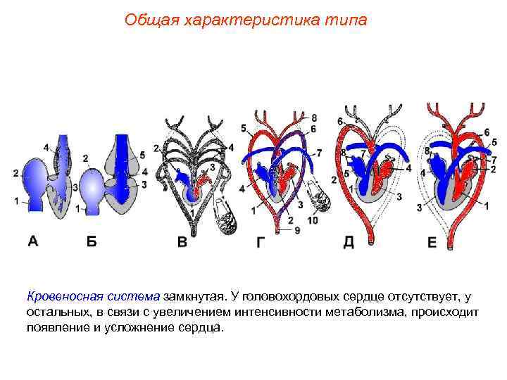Общая характеристика типа Кровеносная система замкнутая. У головохордовых сердце отсутствует, у остальных, в связи