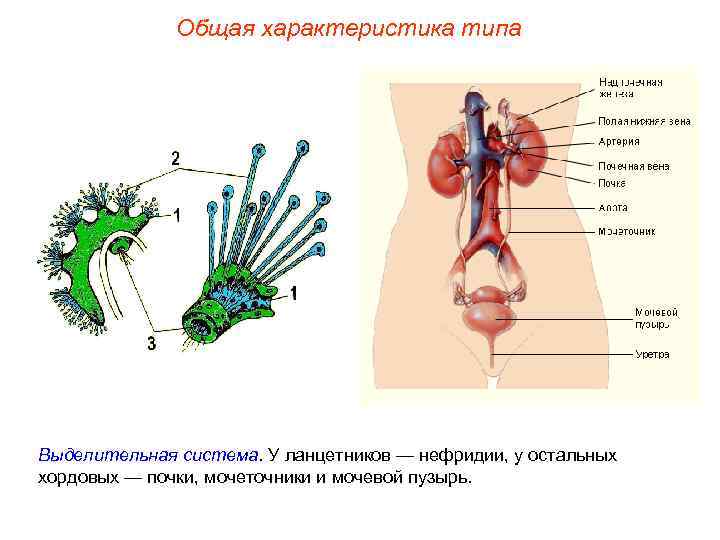 Общая характеристика типа Выделительная система. У ланцетников — нефридии, у остальных хордовых — почки,