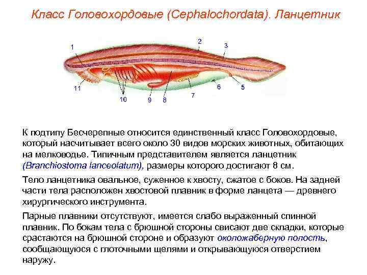 Класс Головохордовые (Cephalochordata). Ланцетник К подтипу Бесчерепные относится единственный класс Головохордовые, который насчитывает всего