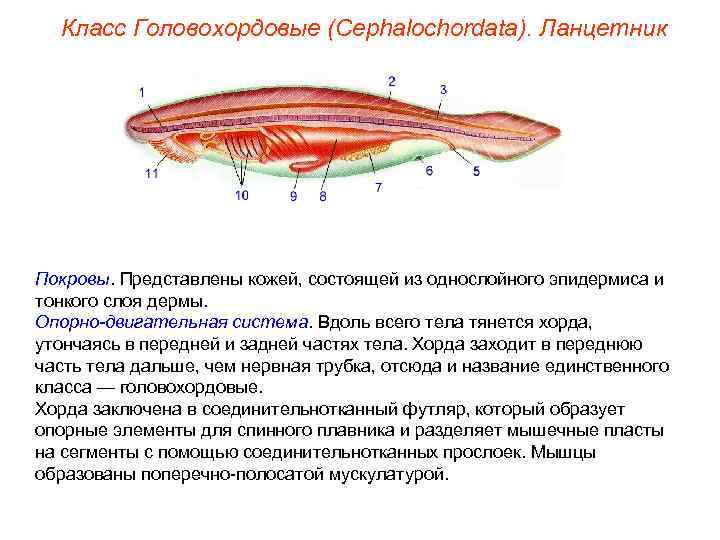 Класс Головохордовые (Cephalochordata). Ланцетник Покровы. Представлены кожей, состоящей из однослойного эпидермиса и тонкого слоя