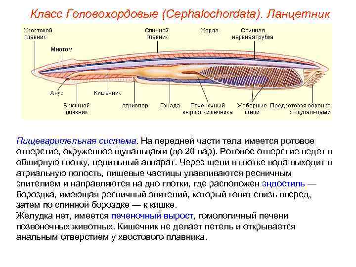 Класс Головохордовые (Cephalochordata). Ланцетник Пищеварительная система. На передней части тела имеется ротовое отверстие, окруженное