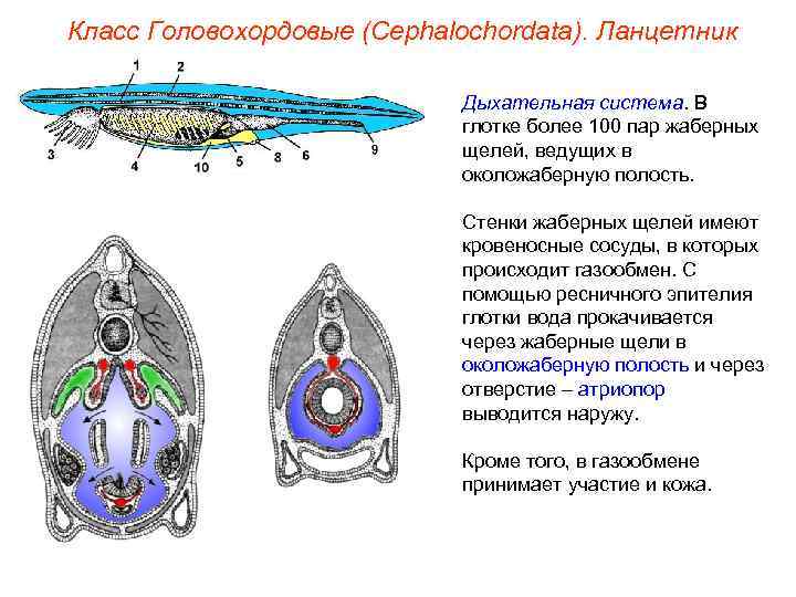Класс Головохордовые (Cephalochordata). Ланцетник Дыхательная система. В глотке более 100 пар жаберных щелей, ведущих