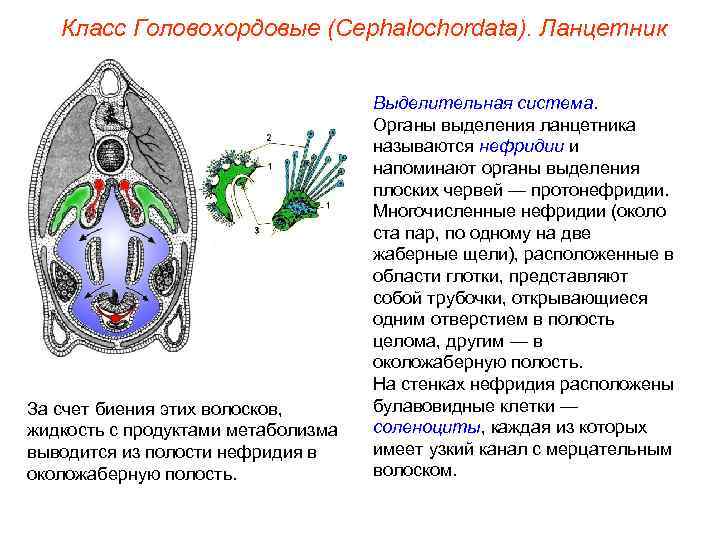 Класс Головохордовые (Cephalochordata). Ланцетник За счет биения этих волосков, жидкость с продуктами метаболизма выводится