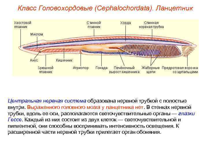 Класс Головохордовые (Cephalochordata). Ланцетник Центральная нервная система образована нервной трубкой с полостью внутри. Выраженного