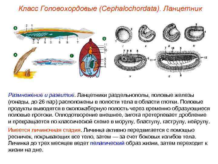 Класс Головохордовые (Cephalochordata). Ланцетник Размножение и развитие. Ланцетники раздельнополы, половые железы (гонады, до 26