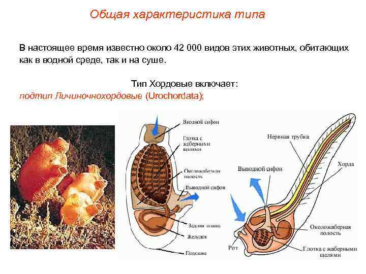 Общая характеристика типа В настоящее время известно около 42 000 видов этих животных, обитающих
