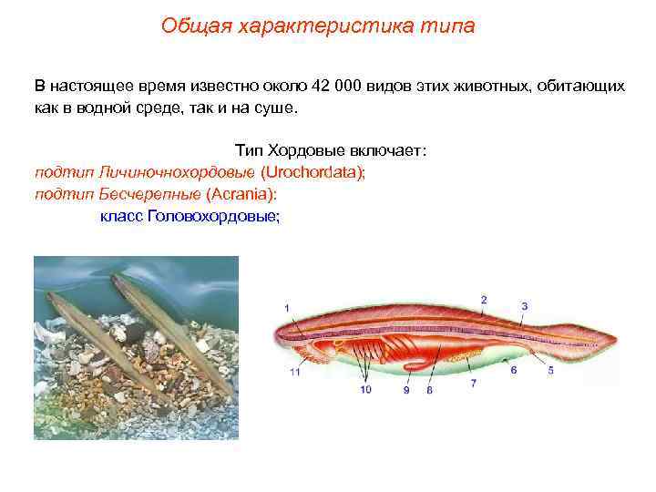 Общая характеристика типа В настоящее время известно около 42 000 видов этих животных, обитающих