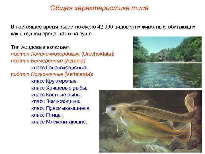 Общая характеристика типа В настоящее время известно около 42 000 видов этих животных, обитающих