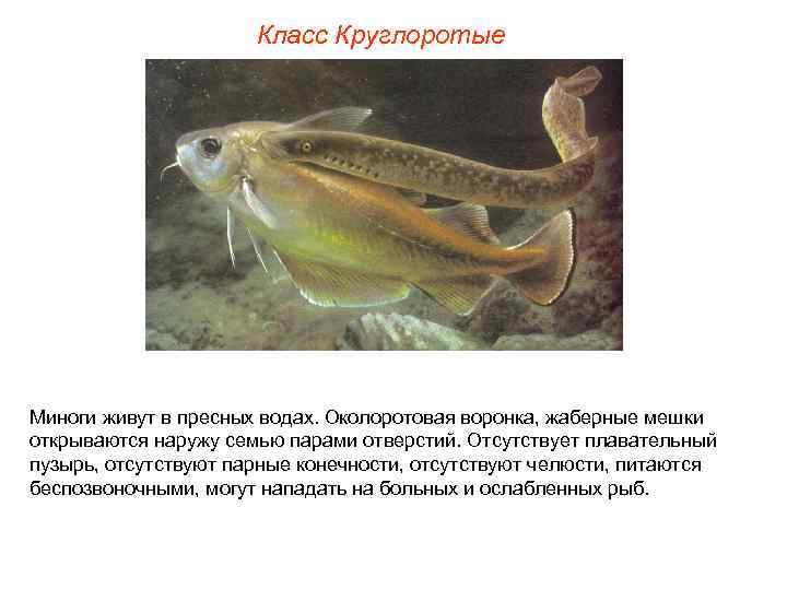 Класс Круглоротые Миноги живут в пресных водах. Околоротовая воронка, жаберные мешки открываются наружу семью