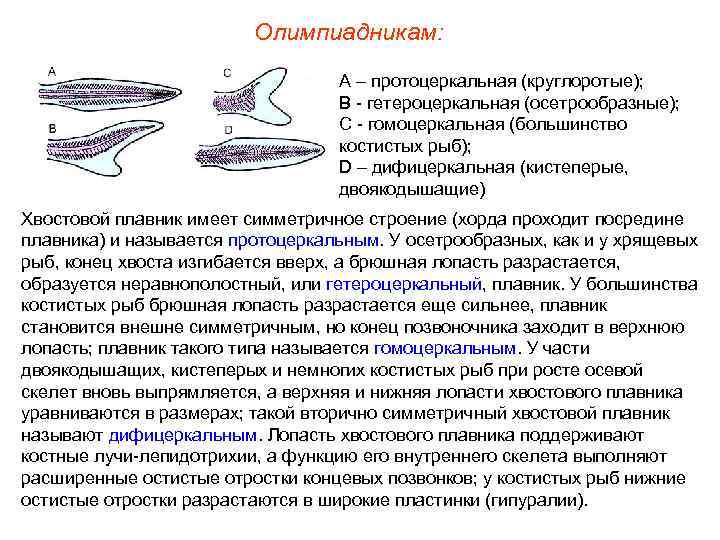 Олимпиадникам: A – протоцеркальная (круглоротые); B - гетероцеркальная (осетрообразные); C - гомоцеркальная (большинство костистых
