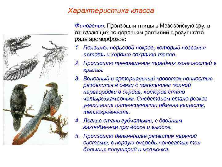 Характеристика класса Филогения. Произошли птицы в Мезозойскую эру, в от лазающих по деревьям рептилий