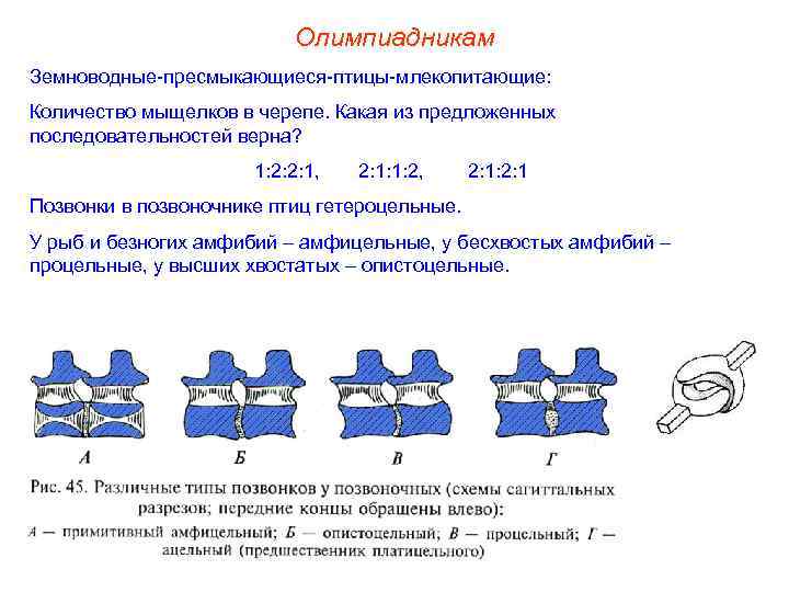 Олимпиадникам Земноводные-пресмыкающиеся-птицы-млекопитающие: Количество мыщелков в черепе. Какая из предложенных последовательностей верна? 1: 2: 2: