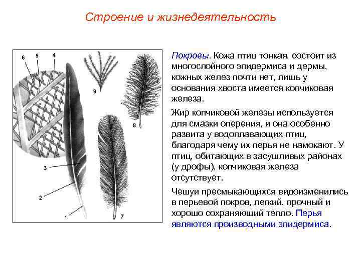 Строение и жизнедеятельность Покровы. Кожа птиц тонкая, состоит из многослойного эпидермиса и дермы, кожных