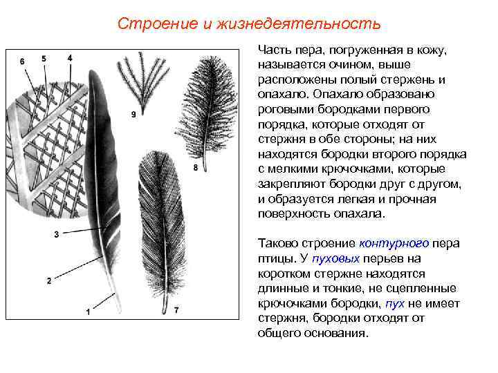 Строение и жизнедеятельность Часть пера, погруженная в кожу, называется очином, выше расположены полый стержень