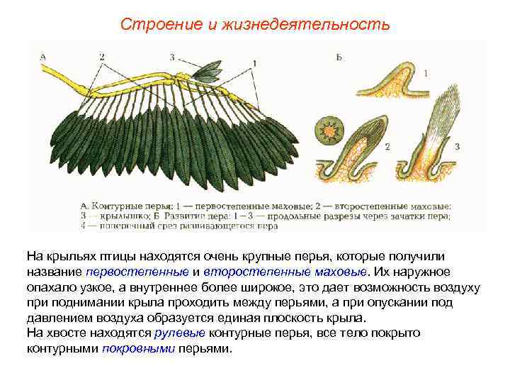 Строение и жизнедеятельность На крыльях птицы находятся очень крупные перья, которые получили название первостепенные