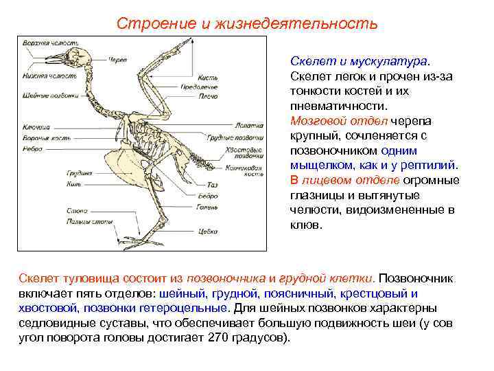 Строение и жизнедеятельность Скелет и мускулатура. Скелет легок и прочен из-за тонкости костей и