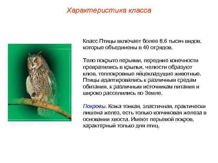Характеристика класса Класс Птицы включает более 8, 6 тысяч видов, которые объединены в 40