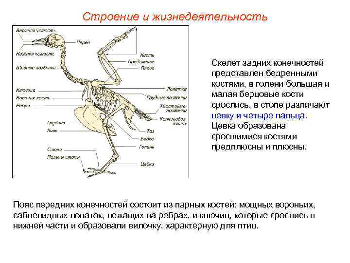 Строение и жизнедеятельность Скелет задних конечностей представлен бедренными костями, в голени большая и малая