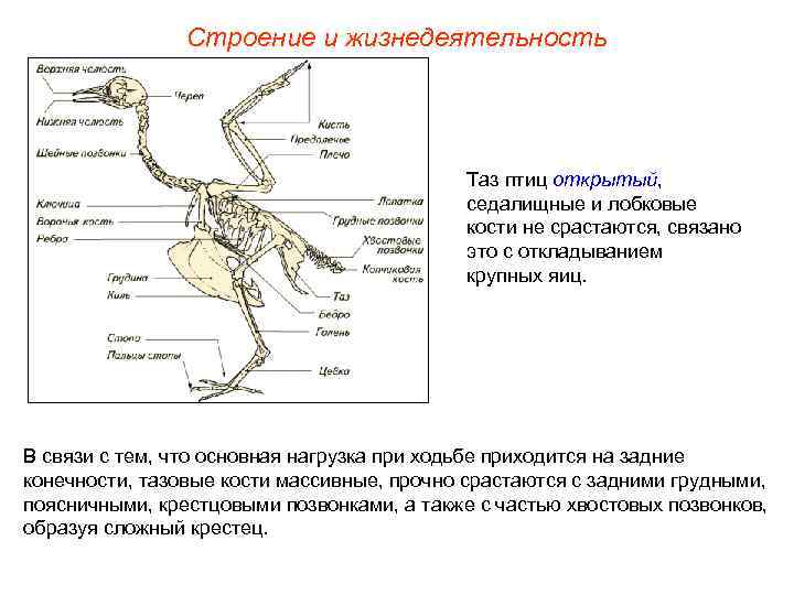 Строение и жизнедеятельность Таз птиц открытый, седалищные и лобковые кости не срастаются, связано это