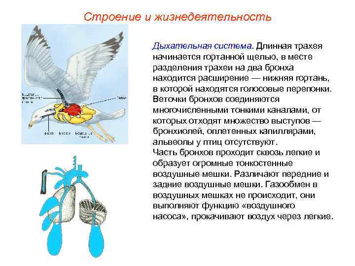 Строение и жизнедеятельность Дыхательная система. Длинная трахея начинается гортанной щелью, в месте разделения трахеи