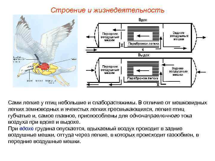 Строение и жизнедеятельность Сами легкие у птиц небольшие и слаборастяжимы. В отличие от мешковидных