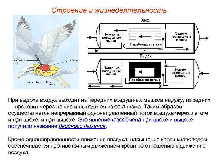 Строение и жизнедеятельность При выдохе воздух выходит из передних воздушных мешков наружу, из задних