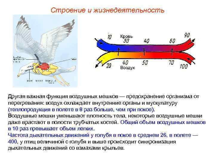 Строение и жизнедеятельность Другая важная функция воздушных мешков — предохранение организма от перегревания: воздух