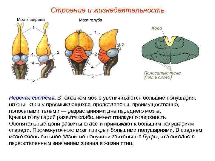 Строение и жизнедеятельность Нервная система. В головном мозге увеличиваются большие полушария, но они, как