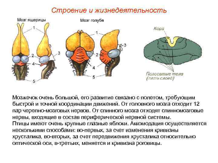 Строение и жизнедеятельность Мозжечок очень большой, его развитие связано с полетом, требующим быстрой и