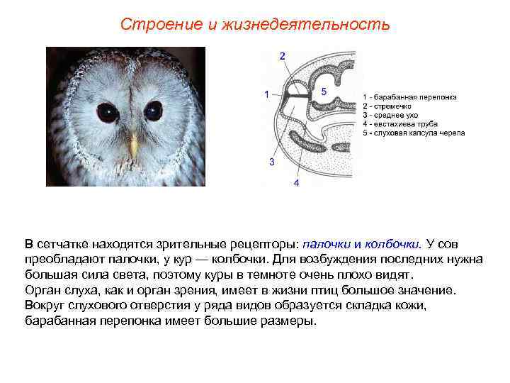 Строение и жизнедеятельность В сетчатке находятся зрительные рецепторы: палочки и колбочки. У сов преобладают