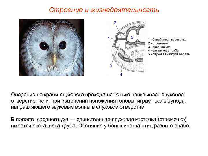 Строение и жизнедеятельность Оперение по краям слухового прохода не только прикрывает слуховое отверстие, но