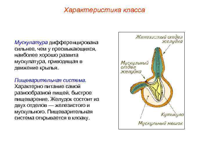 Характеристика класса Мускулатура дифференцирована сильнее, чем у пресмыкающихся, наиболее хорошо развита мускулатура, приводящая в