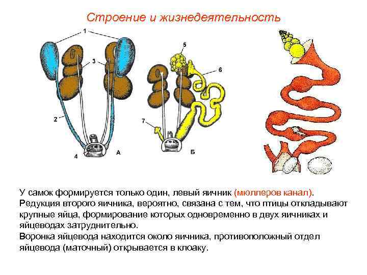 Строение и жизнедеятельность У самок формируется только один, левый яичник (мюллеров канал). Редукция второго