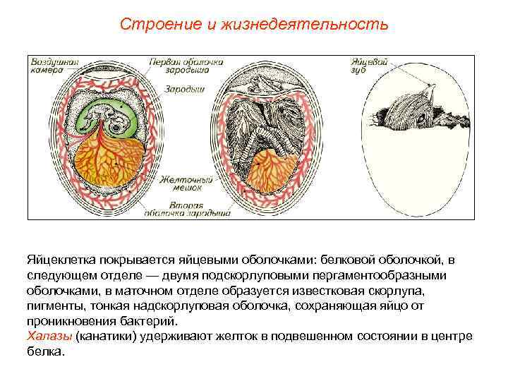 Строение и жизнедеятельность Яйцеклетка покрывается яйцевыми оболочками: белковой оболочкой, в следующем отделе — двумя