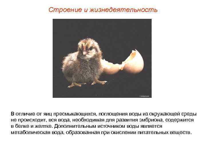Строение и жизнедеятельность В отличие от яиц пресмыкающихся, поглощения воды из окружающей среды не