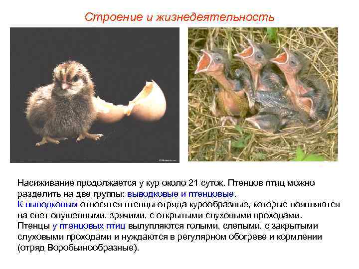 Строение и жизнедеятельность Насиживание продолжается у кур около 21 суток. Птенцов птиц можно разделить
