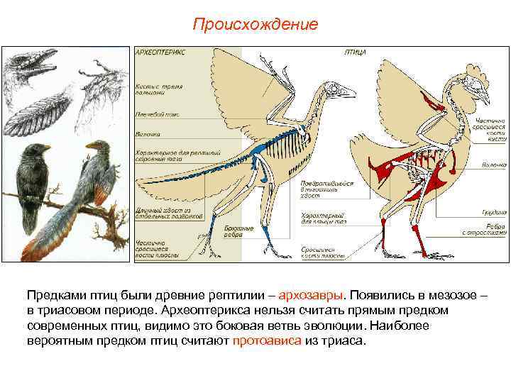 Происхождение Предками птиц были древние рептилии – архозавры. Появились в мезозое – в триасовом